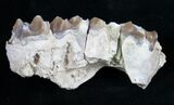 Oreodont (Merycoidodon gracilis) Jaw Section #9446-1